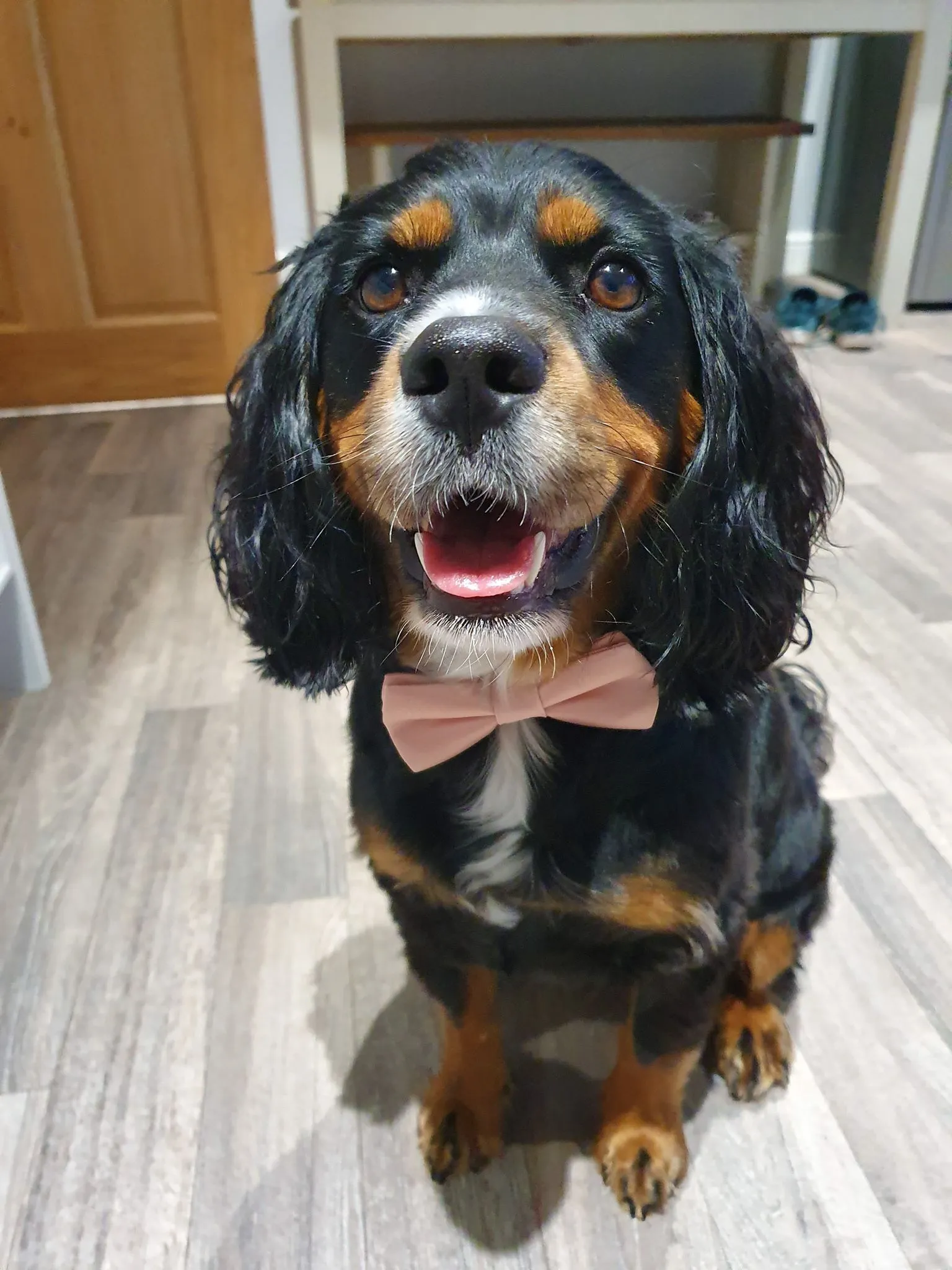 Jade Dog Bow Tie