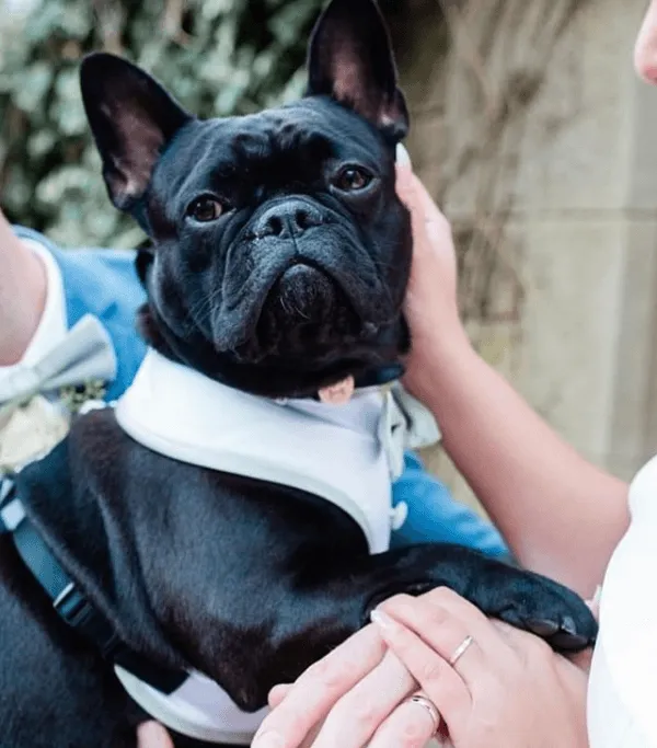 Jade Dog Bow Tie