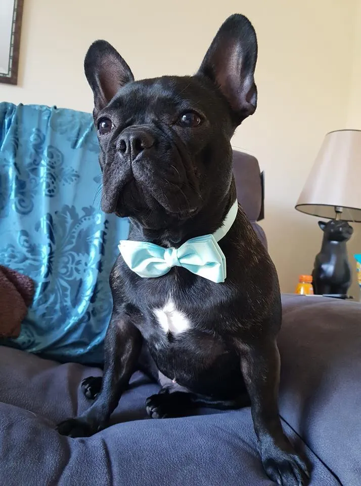 Jade Dog Bow Tie